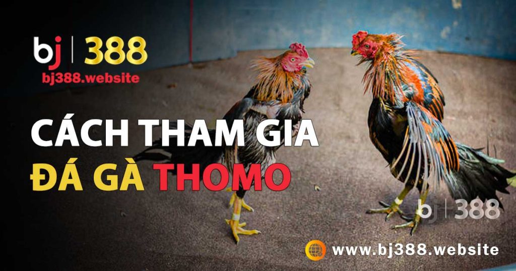 cach-tham-gia-da-ga-truc-tiep-thomo-bj388